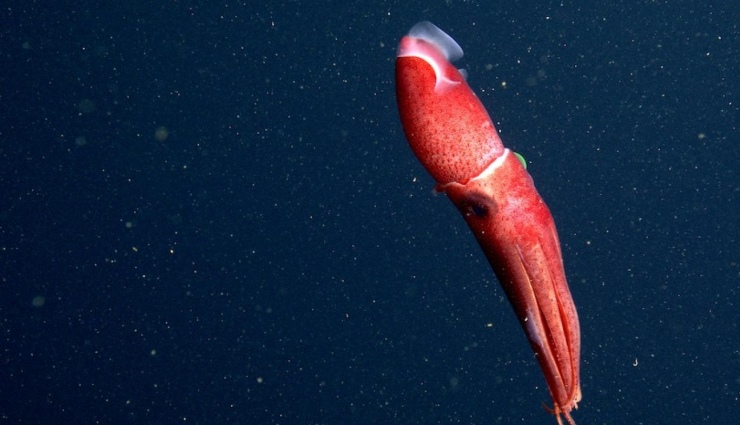 Okyanusların Derinliklerinde 10 Tuhaf Yaratık!