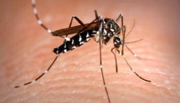 'Asya Kaplan Sivrisineği' Alarmı!