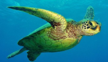 Deniz Kaplumbağaları Katledildi!