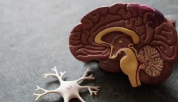 Beyin Kendini Yeniden Yapılandırabilir mi?