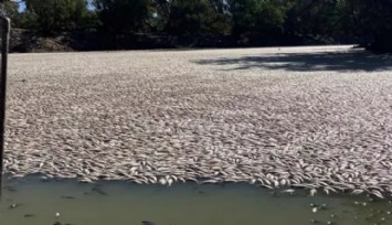 Avustralya'da Ölü Balıklar Nehrin Yüzeyini Kapladı!