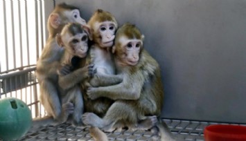 Maymunlara İşkence Eden Sadist Çete Açığa Çıktı!