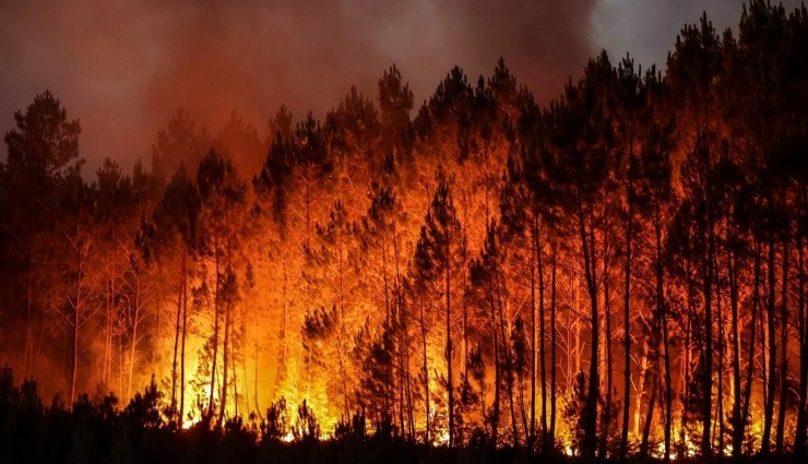 Meksika'da Orman Yangını!