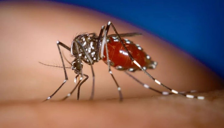 Sivrisineklere Karşı 'Kovucu Madde' Geliştirildi!