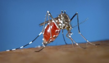 Sivrisineklerden Korunmanın Etkili 7 Yolu!