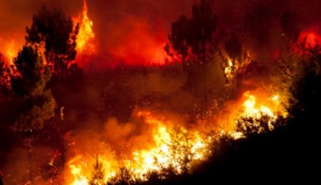 Orman Yangınları Kalp Krizi Riskini Artıyor!