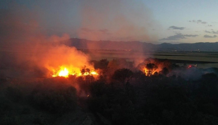 Gaziantep'te Orman Yangını!