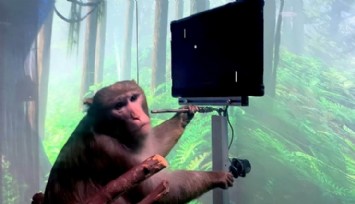 Musk: 'Ölmek Üzere Olan Maymunlara Çip Takılıyor'
