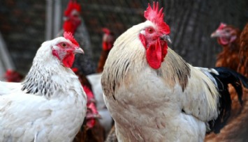 Tavukların Gıdaklama Sesi Tercüme Edilebilecek!