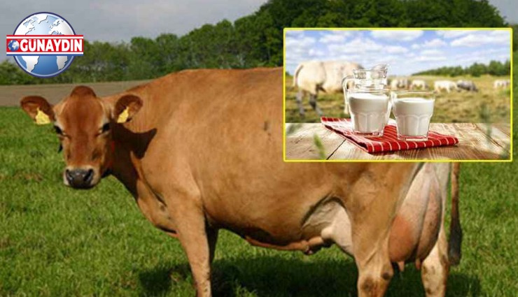 ÖZEL: Dar Gelirli Pastorize Süt Alamazken Zengin Jersey Süte 120 TL Ödüyor!