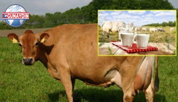 ÖZEL: Dar Gelirli Pastorize Süt Alamazken Zengin Jersey Süte 120 TL Ödüyor!