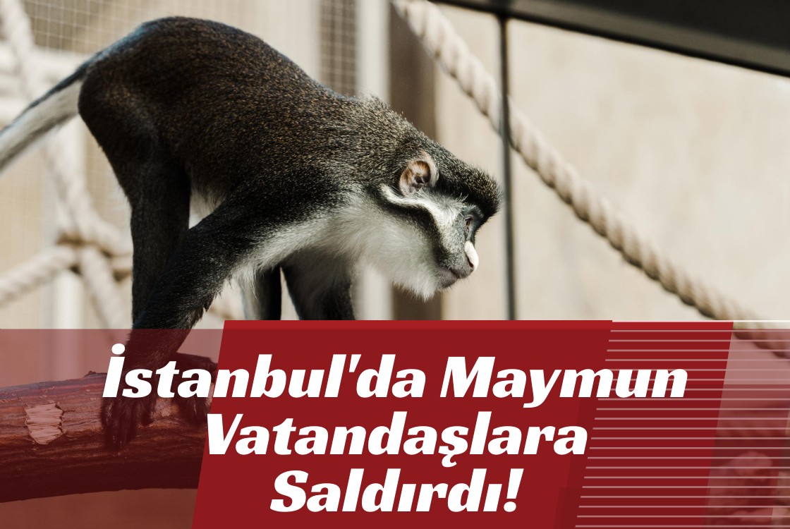 İstanbul'da Maymun Vatandaşlara Saldırdı!