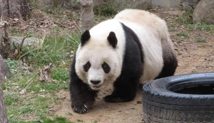 Japonya'nın En Yaşlı Pandası Yaşama Veda Etti!