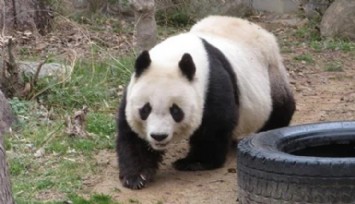 Japonya'nın En Yaşlı Pandası Yaşama Veda Etti!